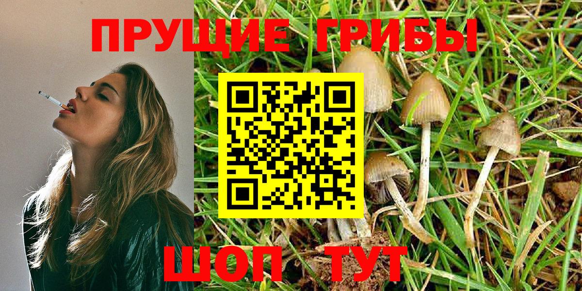 Галлюциногенные грибы Psilocybine cubensis Кемерово